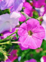 DT Brown Seeds Colorama Petunia - Flower Seeds DT Brown Seeds Colorama Petunia - Flower Seeds