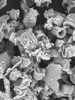 BioGrow DeBug Diatomaceous Earth Insecticide - 2kg Resealable Bag  BioGrow DeBug Diatomaceous Earth Insecticide - 2kg Resealable Bag