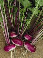DT Brown Seeds Milan Purple Top Turnip - Vegetable Seed DT Brown Seeds Milan Purple Top Turnip - Vegetable Seed