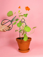 Botanopia Mini Plant Stake - Pompom Botanopia Mini Plant Stake - Pompom