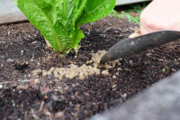 NZ Wool Mulch NZ Wool Mulch