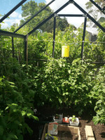 2 x 2.6m  Toughened Glasshouse 