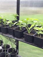 2.6 x 3.2m  Polycarbonate Greenhouse 