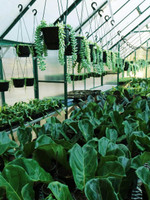 3.2 x 7.7m  Polycarbonate Greenhouse 