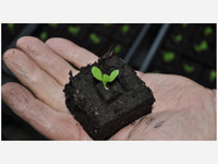 Ladbrooke Soil Blocker - Micro 20 