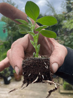 Ladbrooke Soil Blocker - Mini 4 