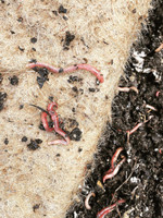Loamy & Co Worm Blankets 