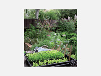 Organic Vegetable Gardening -  Xanthe White   Organic Vegetable Gardening -  Xanthe White
