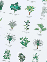 Another Studio House Plant Poster - A3 
