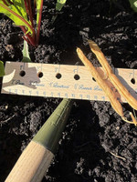 Burgon and Ball Mid Handled Trowel - Boron Green  Burgon and Ball Mid Handled Trowel - Boron Green