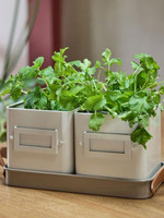 Burgon and Ball Herb Pots - Mushroom 