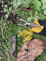 Sneeboer Weeding Fork 2 Tine  Sneeboer Weeding Fork 2 Tine