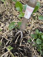 Sneeboer Weeding Fork 2 Tine  Sneeboer Weeding Fork 2 Tine