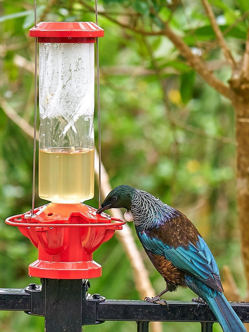 nectar feeder for tui