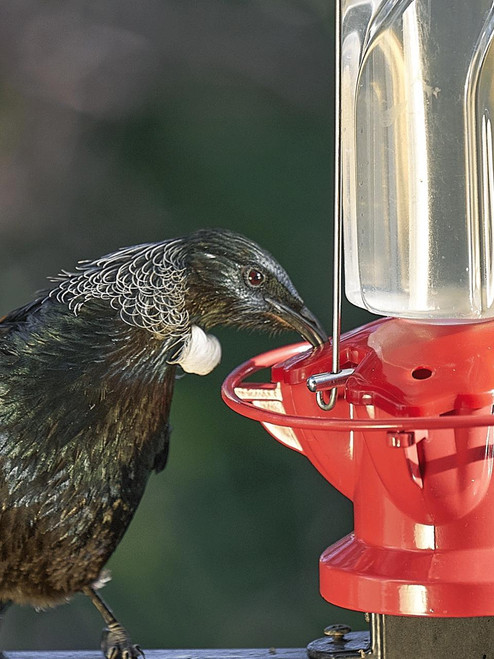 topflite tui feeder