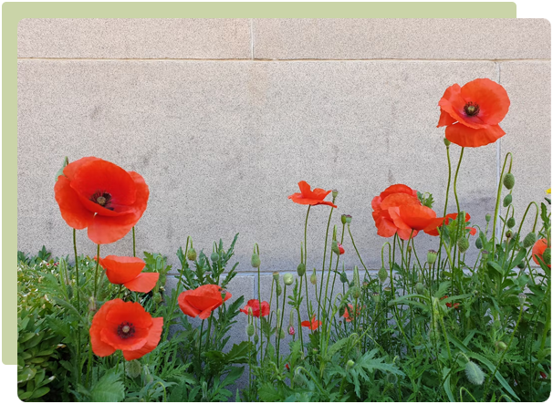 Flower Snips  Burgon & Ball – Native Poppy