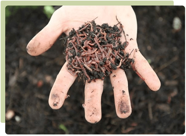 Tiger Worms: why & how to start a worm farm - Gubba