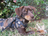 ChokeFree™ NON-METALLIC Leather Shoulder Collars (Harness) 