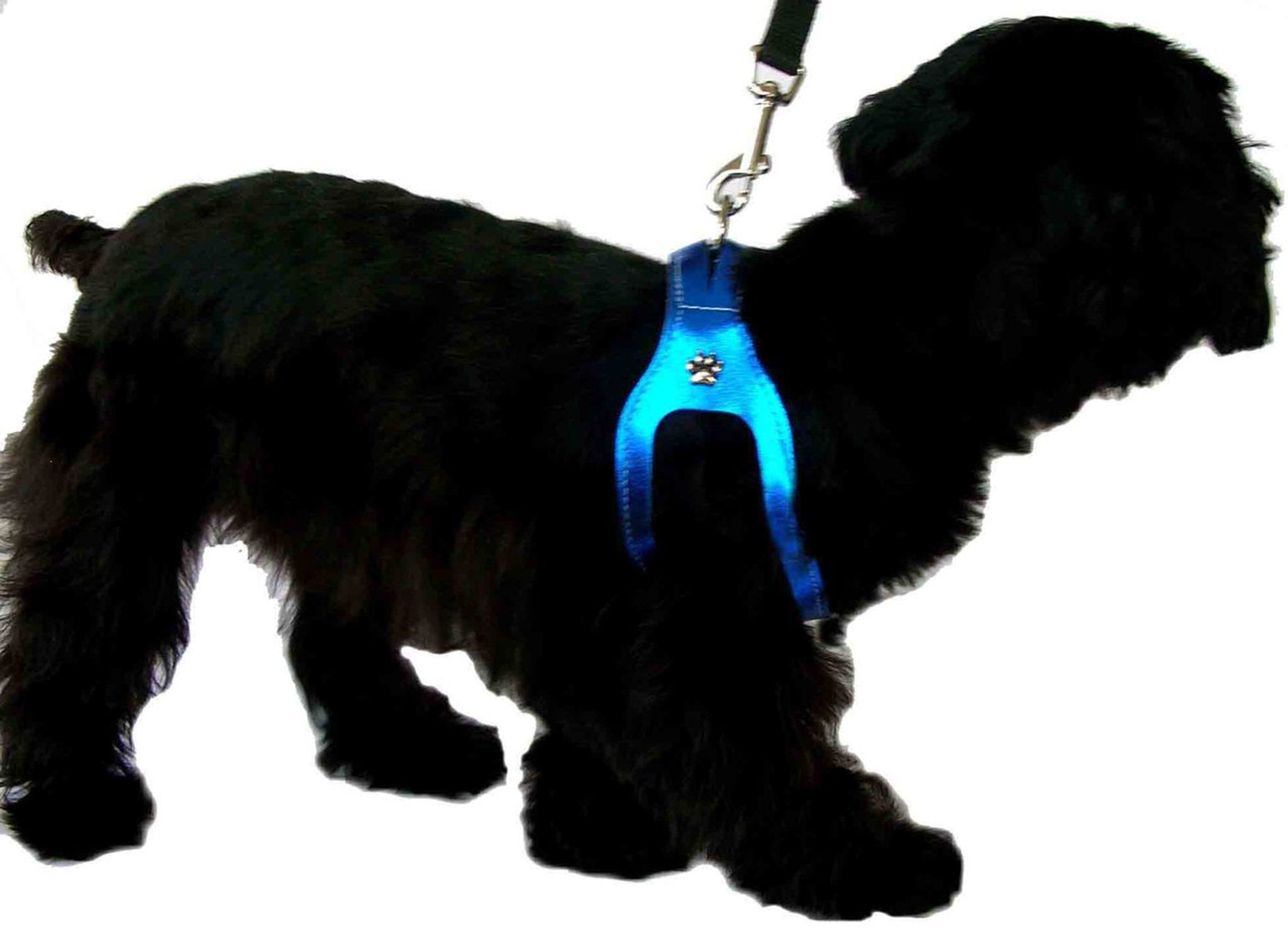 no choke dog leash