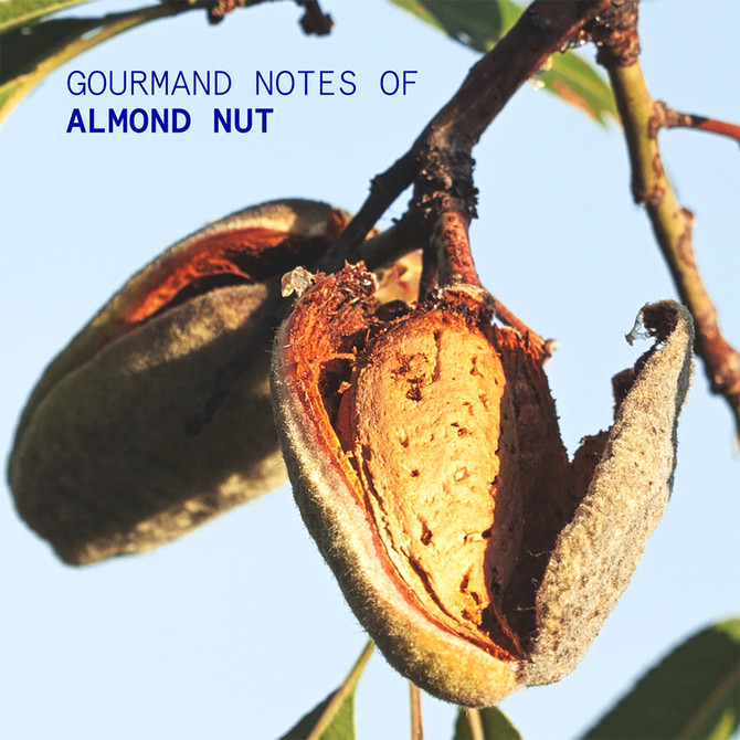 Korres Almond Nut Hand Cream 50ml