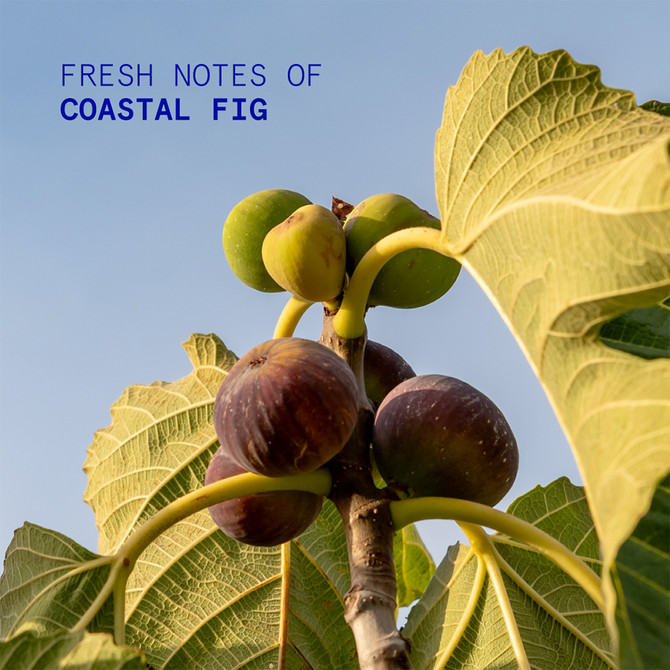 Korres Coastal Fig Hand Cream 50ml