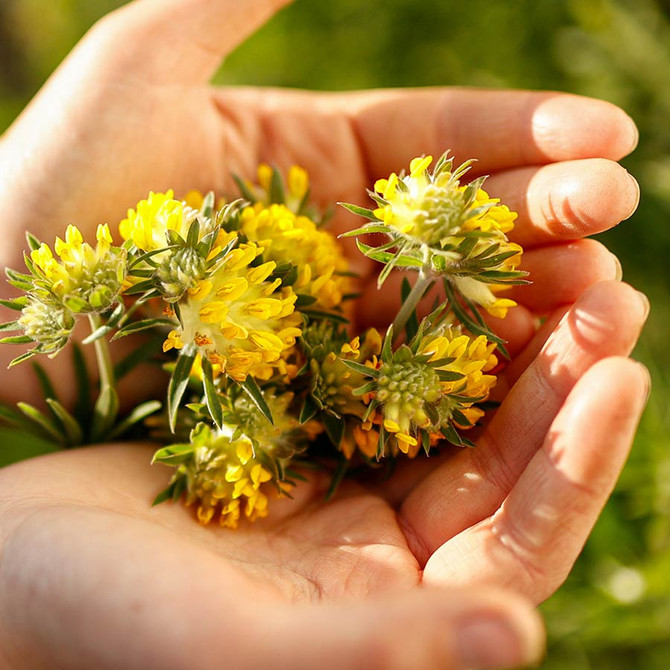 Dr. Hauschka Supersize Hydrating Hand Cream 75ml