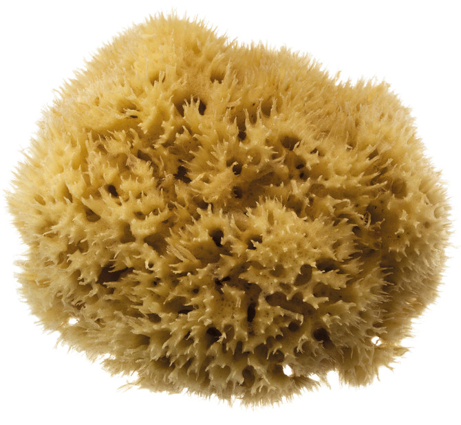 Natural Sea Sponge Honeycomb Sea Sponge Size 5 - 5.5"