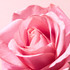 NUXE Very Rose Soothing Hand Cream 50ml