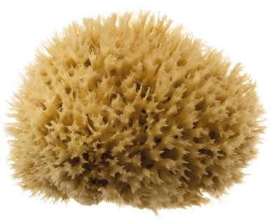Natural Sea Sponges for Bathing Greek Mediterranean Large Honeycomb Sponge  Bath Tools Yellow 5 Inches Plus