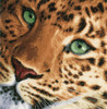Leopard Cross Stitch Kit by Lanarte