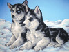 Husky Puppies Canvas only By Grafitec