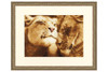 Lions in Love Cross Stitch Kit by Golden Fleece