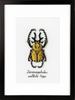 Counted Cross Stitch Kit: Golden Beetle By Vervaco