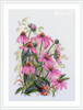 Coneflowers Counted Cross Stitch Kit By Merejka