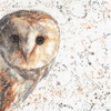 Olive the Barn Owl Cross Stitch Kit by MY