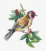 Goldfinch Bird Counted Cross Stitch Kit By Luca S
