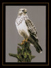 Falcon Counted Cross Stitch Kit by Lanarte