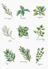 Spices and Herbs I Counted Cross Stitch kit by Luca-S