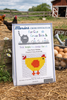 Easy Peasy Chicken Cross Stitch Kit by Fat Cat