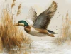 Golden Flight Cross Stitch Kit By Luca S