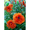 Poppies Field Diamond Painting By Wizardi