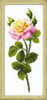 Wonderful Roses Cross Stitch Kit By Riolis