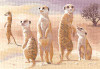 Meerkats Cross Stitch Kit