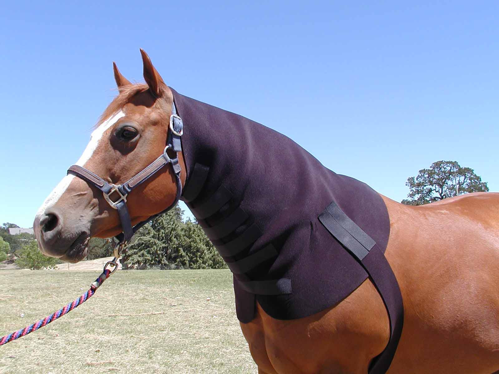 Neoprene Neck Sweat for Horses ROBINHOODS®