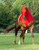 10 oz. NFL Tough  Lycra Spandex horse hood with zipper By Robinhoods