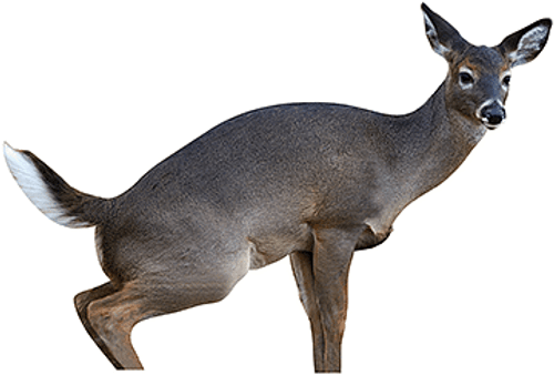 Montana Decoy Estrus Betty Doe Decoy R557-70502