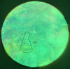 Disc Dragon MVP Atom Eclipse - Lab Second 174.1g Multi