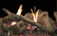 40" Multi-Sided Ceramic Fiber Traditional Charred Log Set LS40STB
