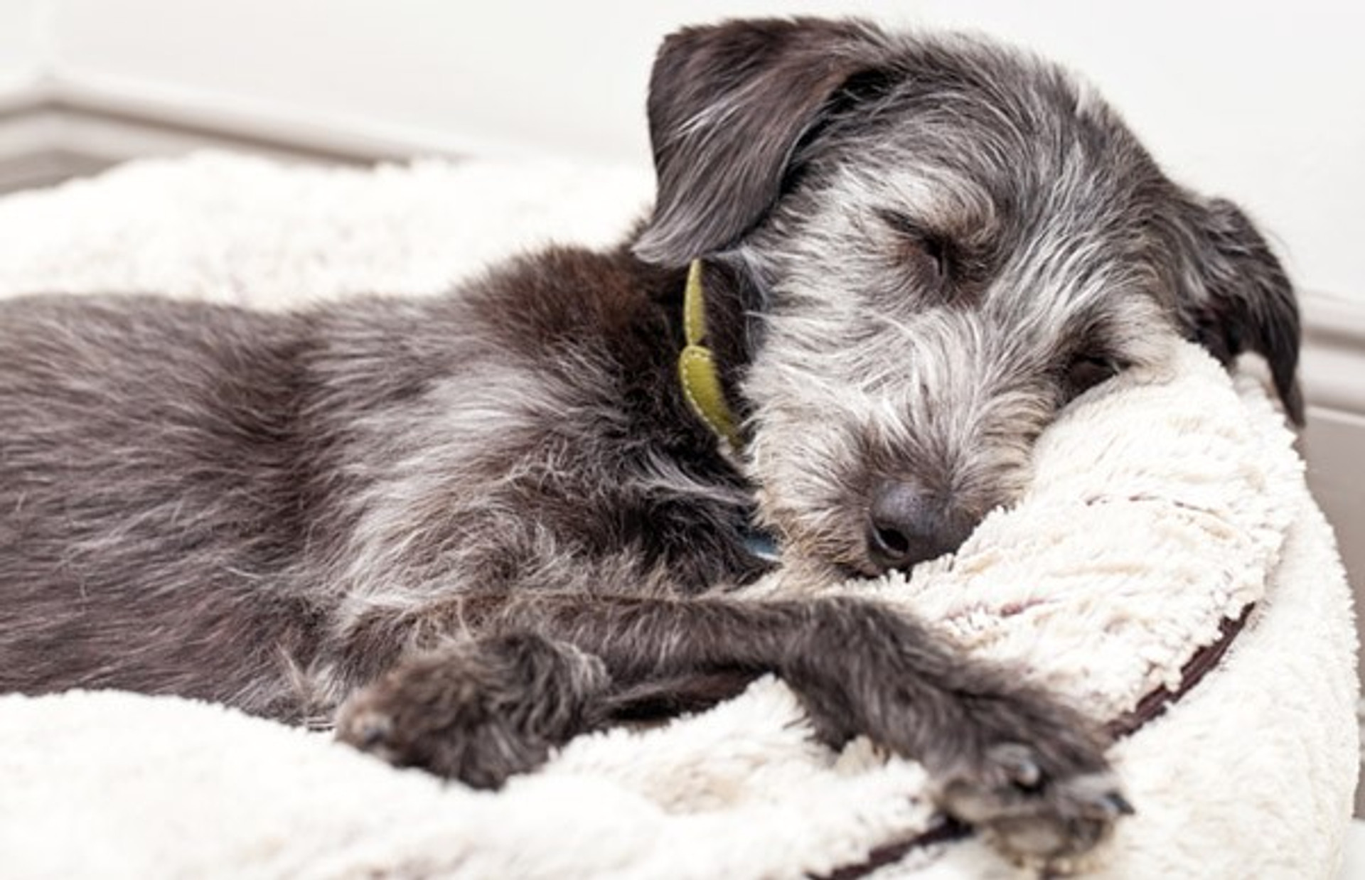 How Much Sleep Do Our Pets Really Need?