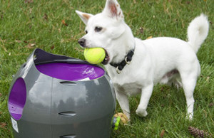 Keep Your Dog Fit This Winter!